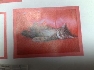 猫の写真切り抜きアップ