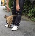 ちびＫと茶ねこ3