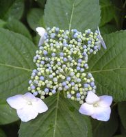 四角いガク紫陽花見つけた。