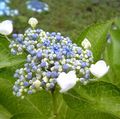 可憐なガクに可愛らしい花。