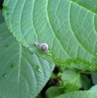 20070610ちびっこカタツムリ発見！