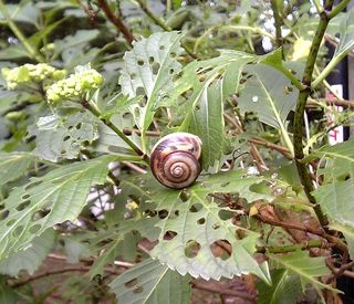 20070603何年ぶり？でかいカタツムリを見るのって。