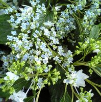 「墨田の花火」の花弁もガクと同じ形だね。