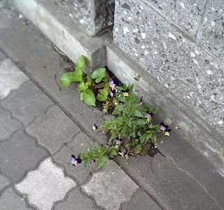 20070526道端の花