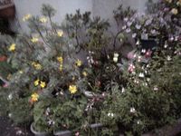 20070517朝撮った。細かい花々がにぎやかで可愛い。