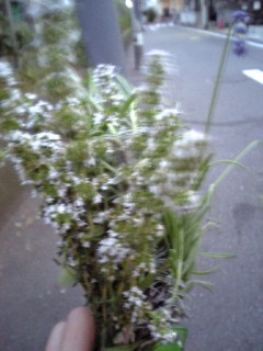 20070514タイムの白い花。