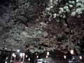府中夜桜