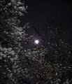 おぼろ月と夜桜（農業高校）