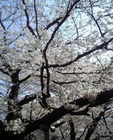 府中の桜　こぼすな様のところ。