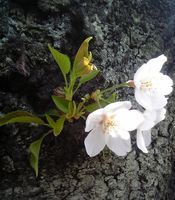 幹から直接でている桜