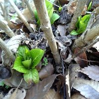 地面に近いところからアジサイの青々した葉っぱが。