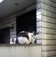 隣の家側から見たとなりの猫。乗っかっているのは我が家の塀だ。