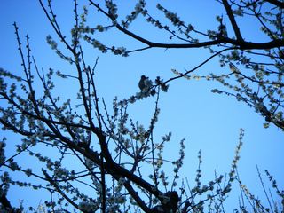 20090221梅に鶯？いやメジロだ。