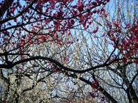 20090221紅白の梅の森